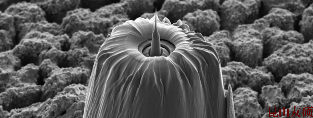 屯昌蔡司屯昌X射线显微镜